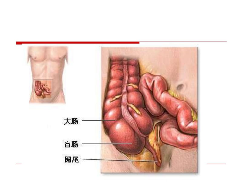 急性阑尾炎病人的护理(1)(精).pdf_第2页