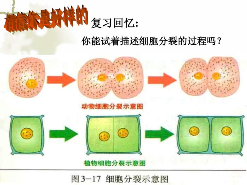 生物七年级北师大版细胞分化形成组织精品课件..pdf_第3页