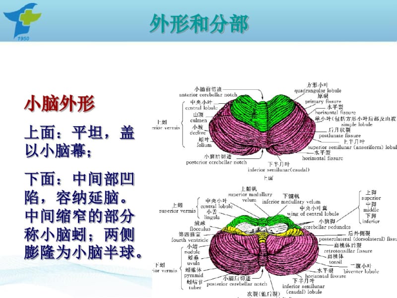 小脑出血诊疗规范.pdf_第3页