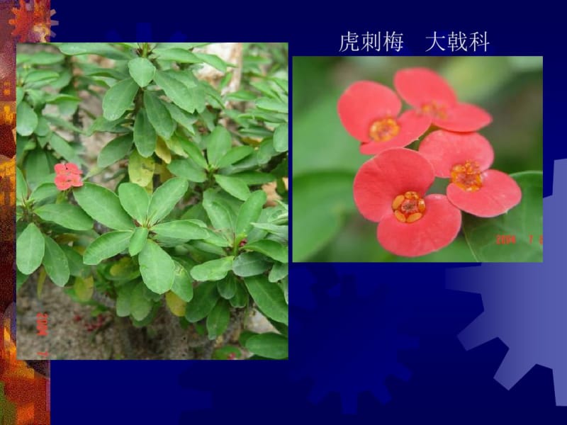 室内常见观花植物.pdf_第2页