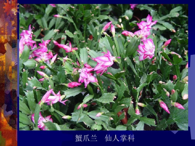 室内常见观花植物.pdf_第3页