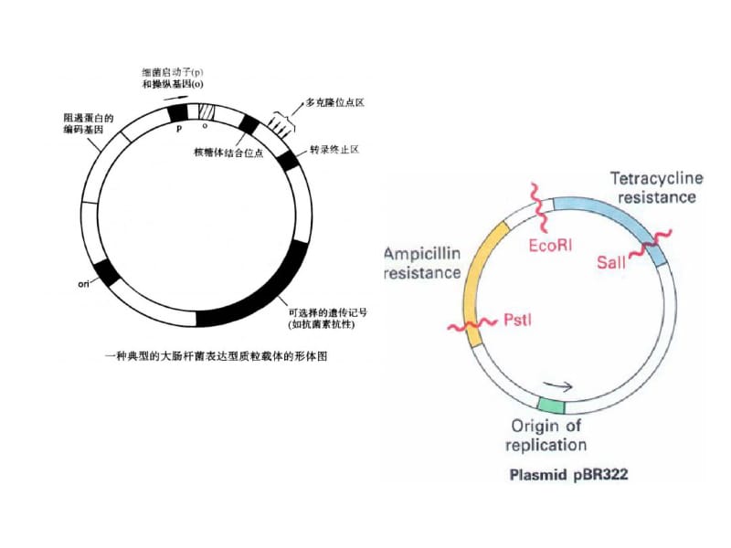 基因工程专题.pdf_第3页