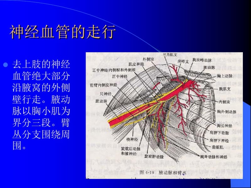 腋窝结构特点(位置)..pdf_第3页