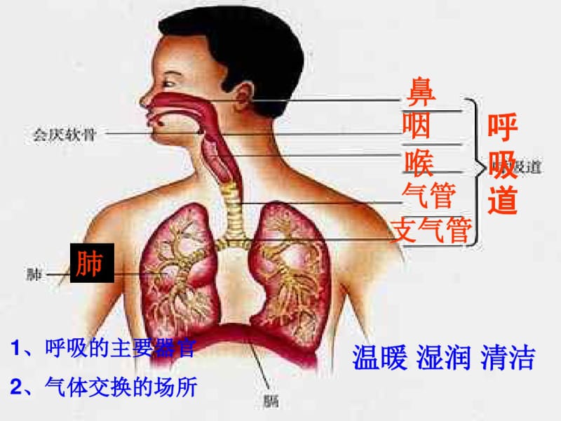 气体交换.pdf_第2页