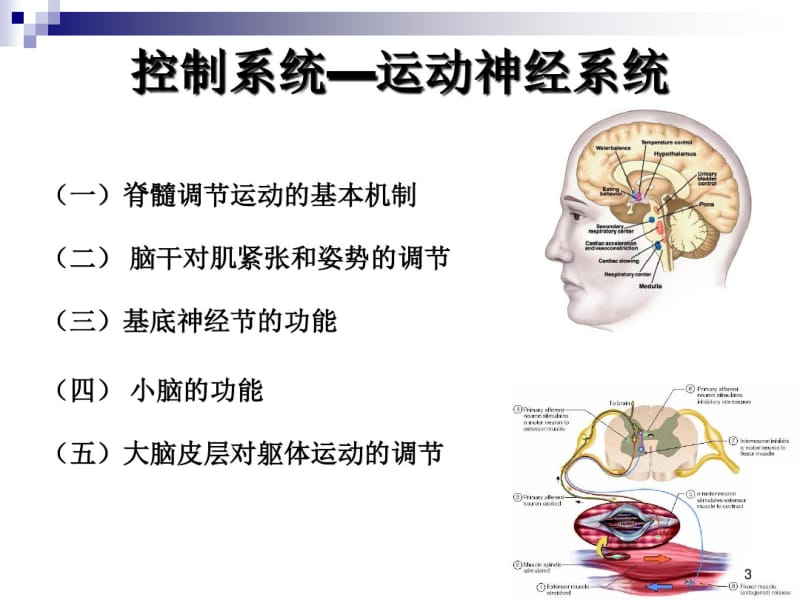 神经系统对姿势和运动调节ppt课件.pdf_第3页