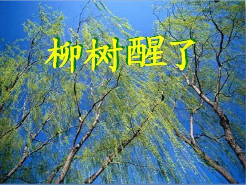 柳树醒了课件.pdf_第1页