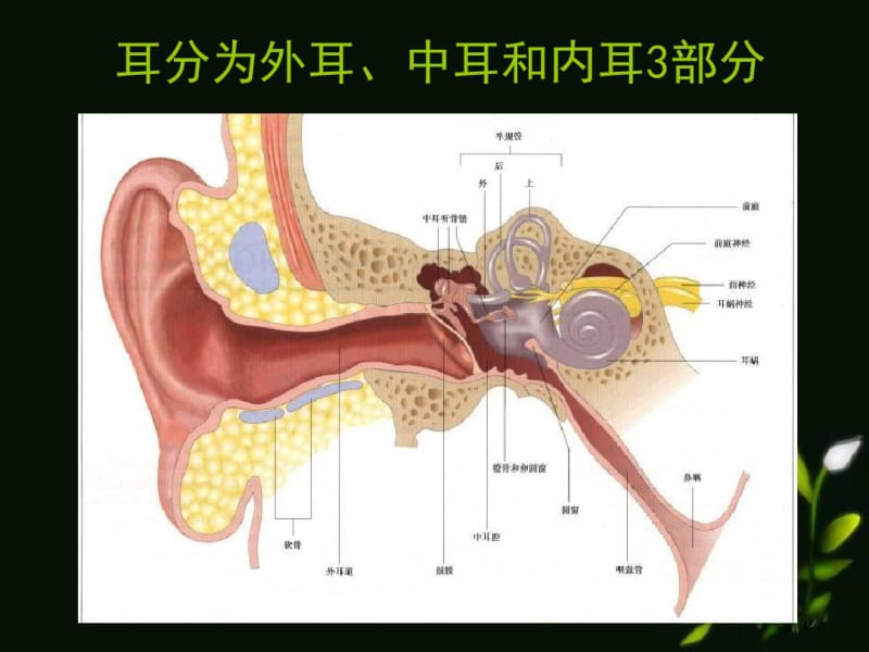 耳的应用解剖生理.pdf_第2页