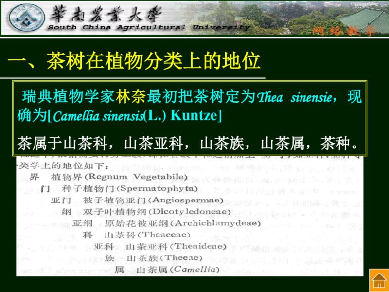 精品课程《茶树栽培学》课件第三章茶树的植物学特征.pdf_第3页