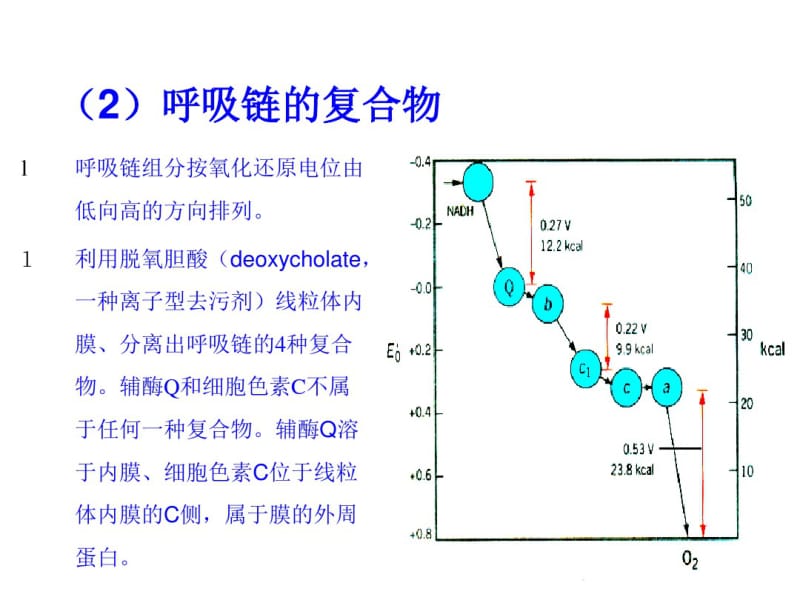 细胞的能量转换2.pdf_第3页