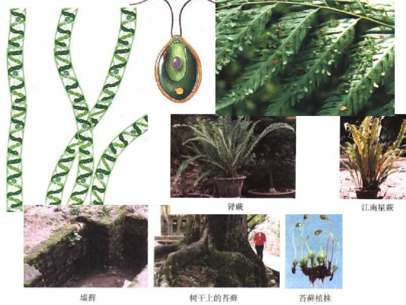 第二节种子植物-精选.pdf_第2页