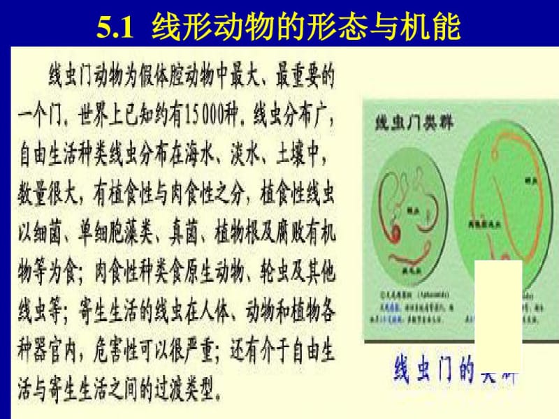 线形动物门.pdf_第2页