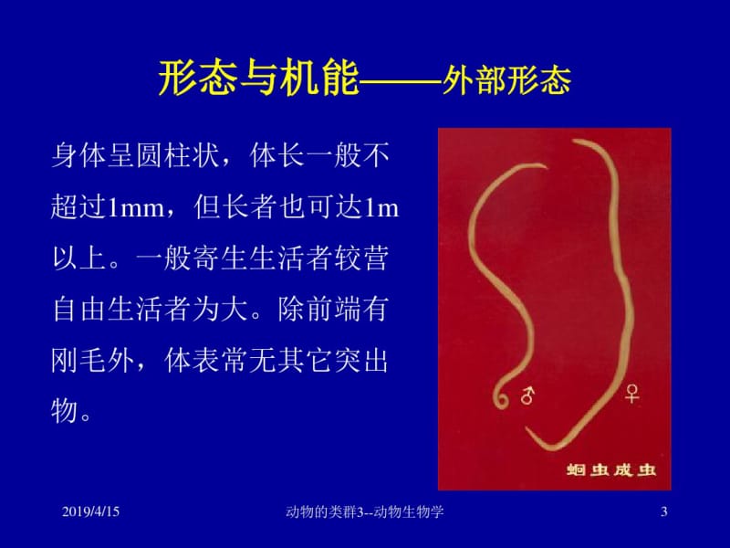 线形动物门.pdf_第3页