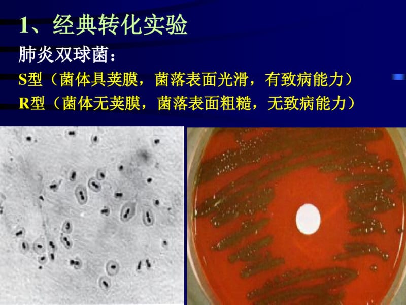 第八章微生物遗传.pdf_第3页