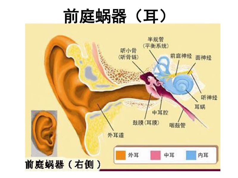 系统解剖学前庭蜗器.pdf_第1页