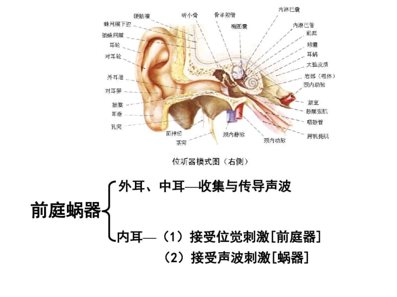 系统解剖学前庭蜗器.pdf_第2页