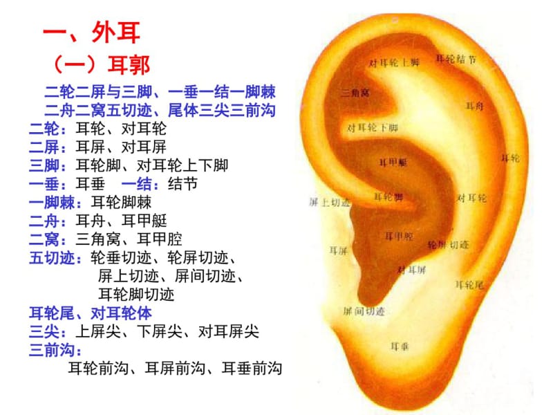 系统解剖学前庭蜗器.pdf_第3页