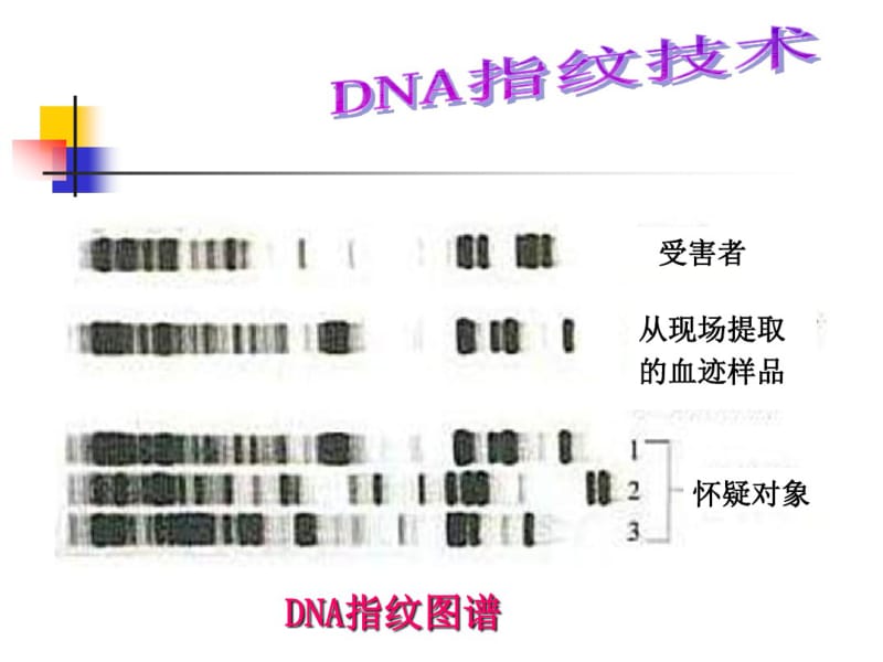 [最新]2.3遗传信息的携带者——核酸精编版.pdf_第3页