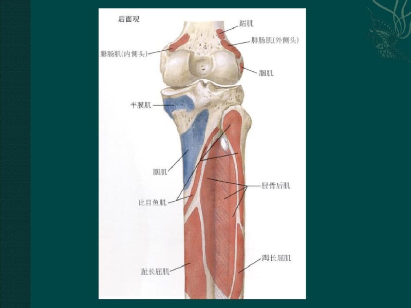 腘肌损伤.pdf_第3页