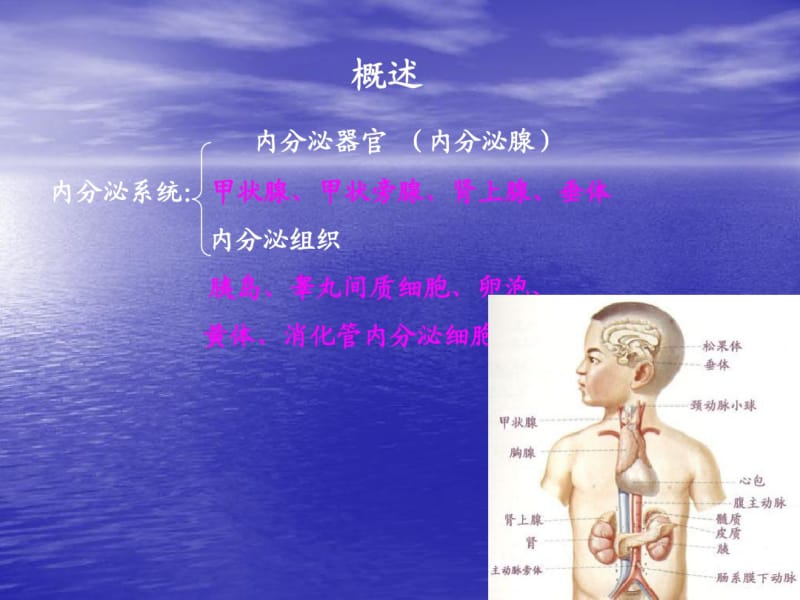 解剖学公开课课件内分泌.pdf_第2页