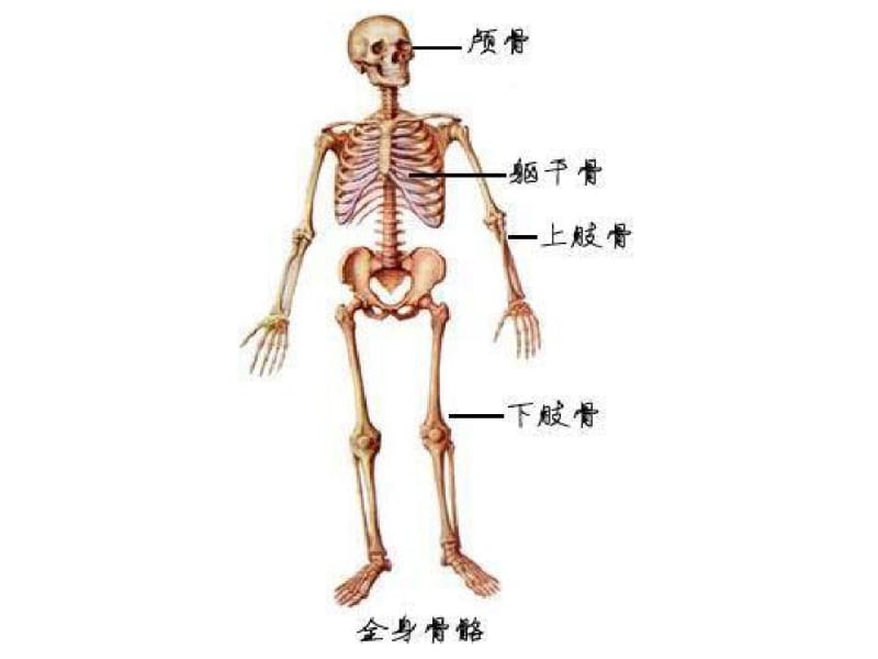 运动系统-人体解剖学.pdf_第3页