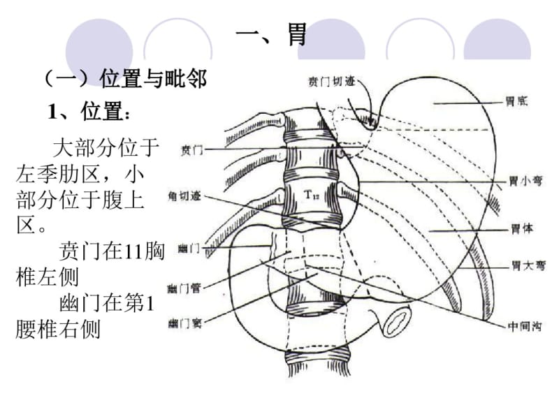 胃和阑尾的位置毗邻、腹膜包被关系、血液供应、神经支配、淋巴回流.pdf_第3页