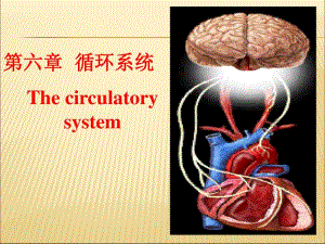 人体解剖生理学第六章循环系统.pdf