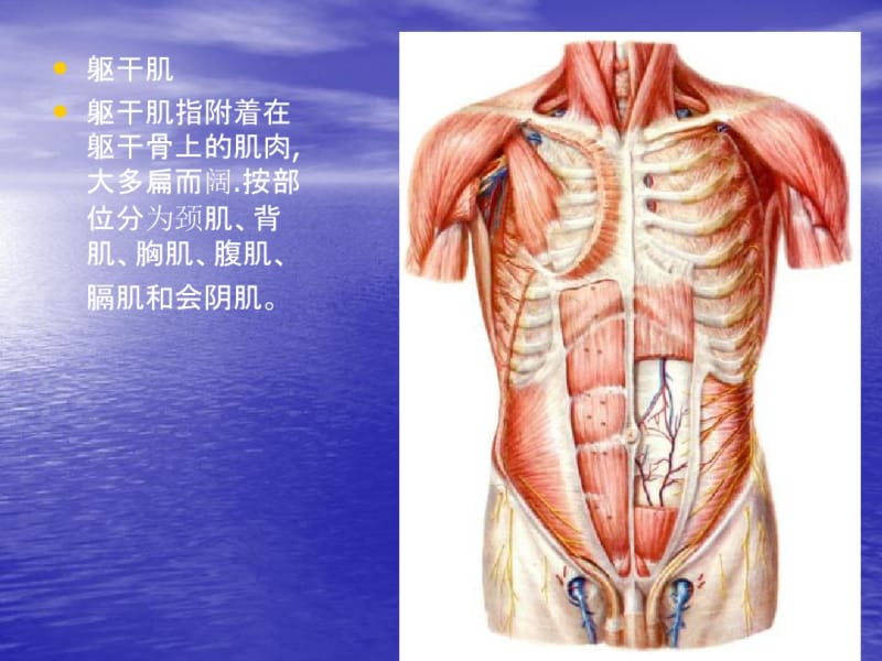 运动解剖学9躯干的肌肉、头颈肌.pdf_第2页