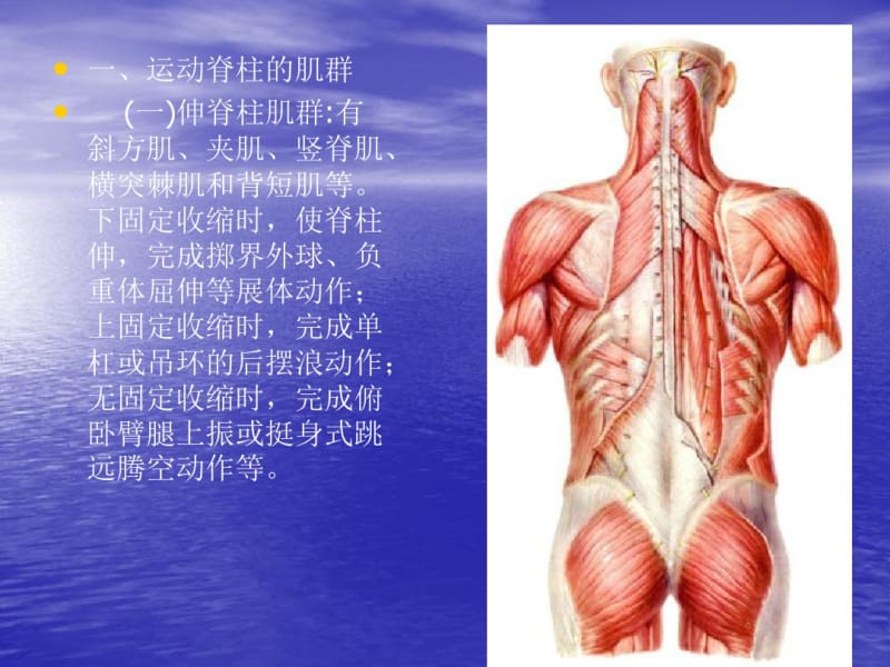 运动解剖学9躯干的肌肉、头颈肌.pdf_第3页