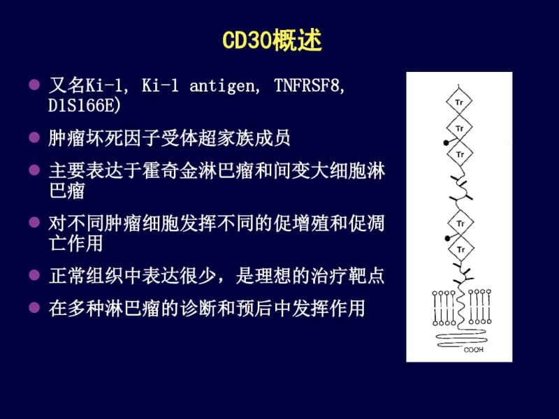 CD30_淋巴瘤治疗新靶点.pdf_第3页