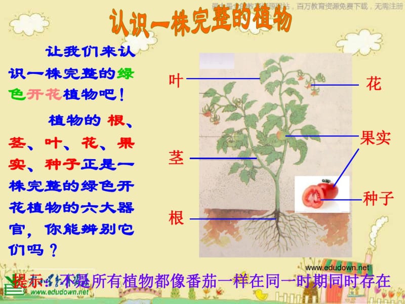 苏教版科学三下《植物和我们》PPT课件4.pdf_第2页