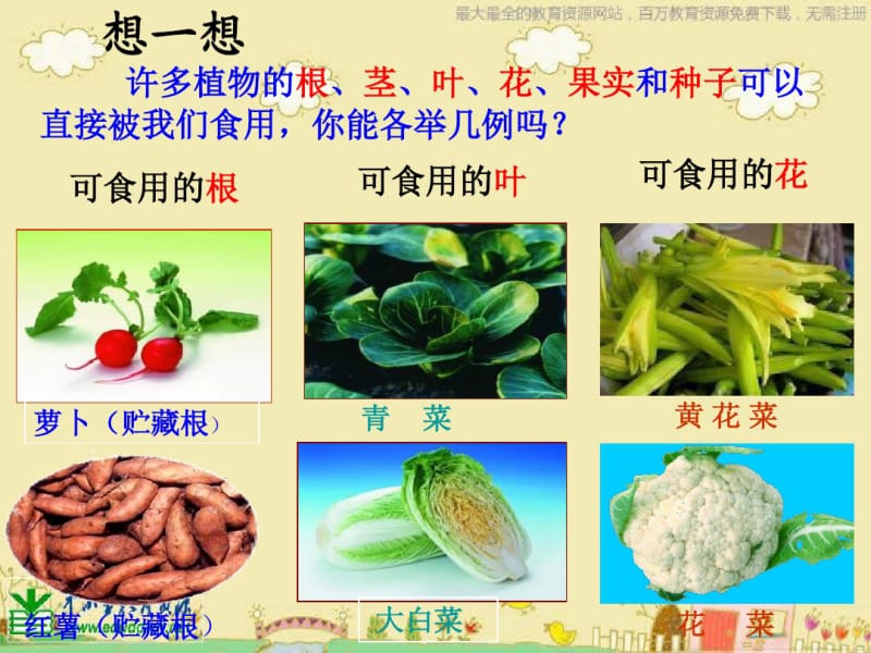 苏教版科学三下《植物和我们》PPT课件4.pdf_第3页