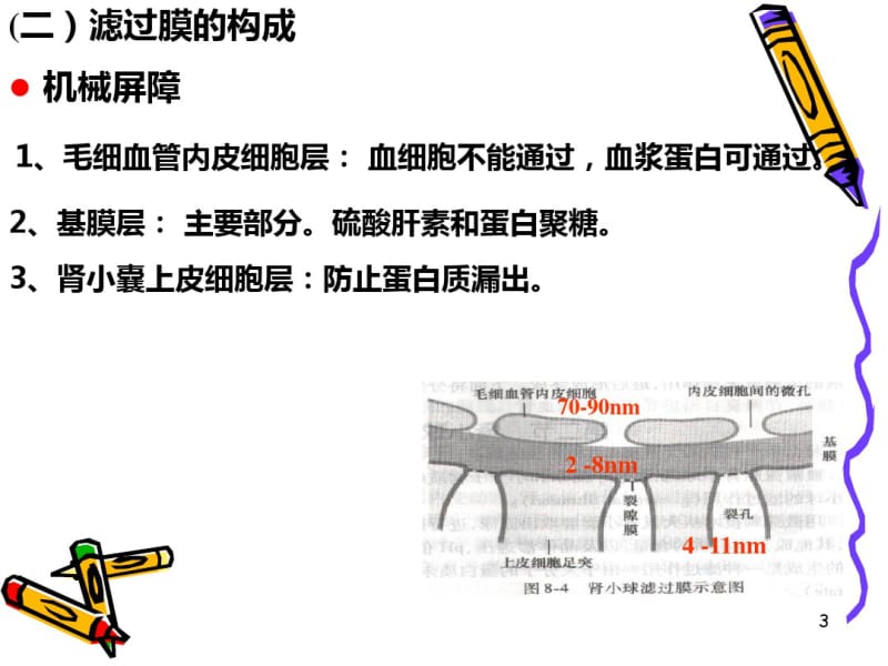 第八章--尿的生成和排出.pdf_第3页