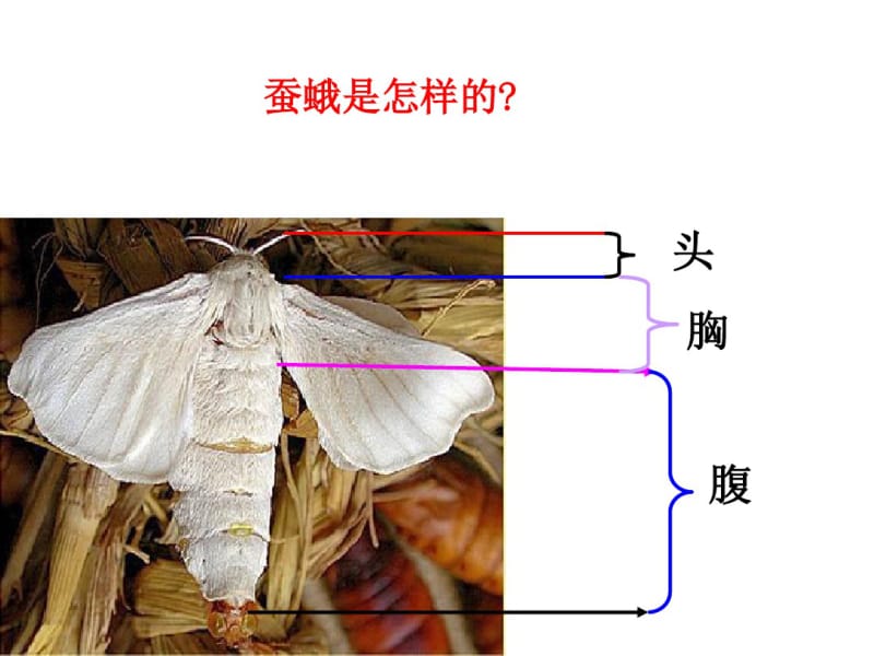 教科版科学三下《蛹变成了什么》PPT课件.pdf_第3页