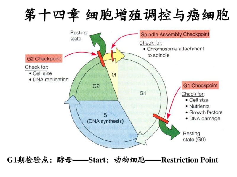 第十四章细胞增殖调控与癌细胞.pdf_第1页