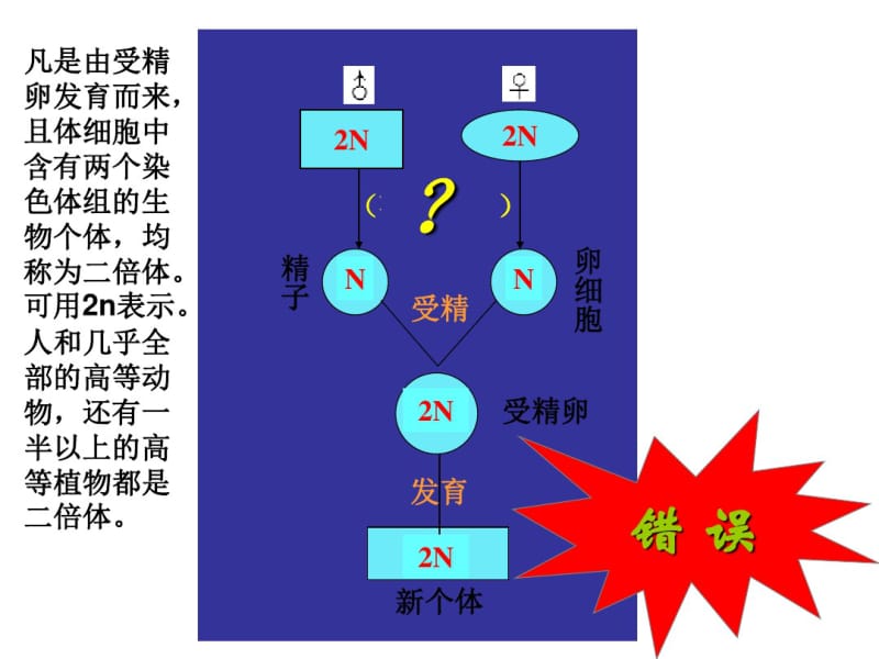 精细胞的形成.pdf_第2页