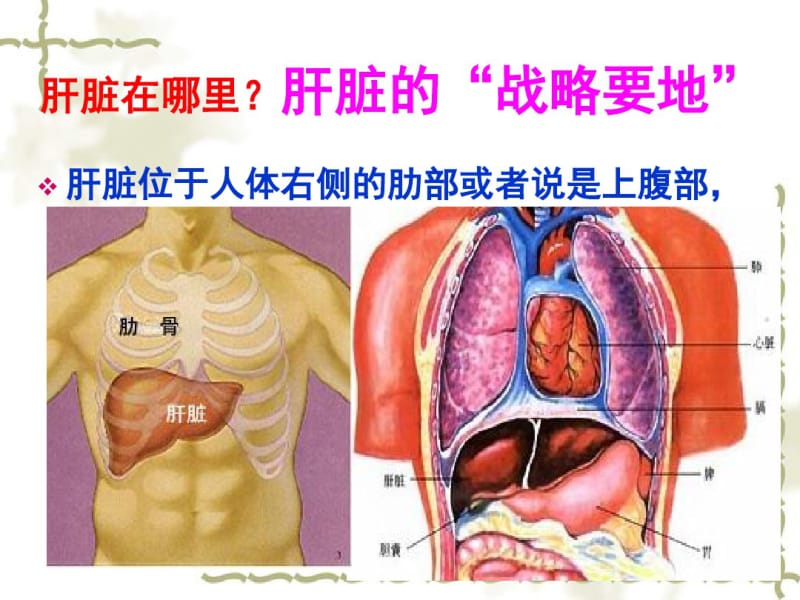 五脏养生大讲堂之排毒养肝.pdf_第3页