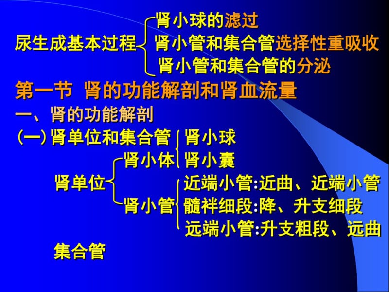 第一节肾的结构及血液循环特点.pdf_第3页