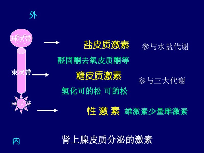 糖皮质激素药理.pdf_第3页