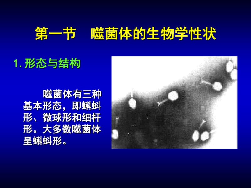 第4章噬菌体课件.pdf_第3页