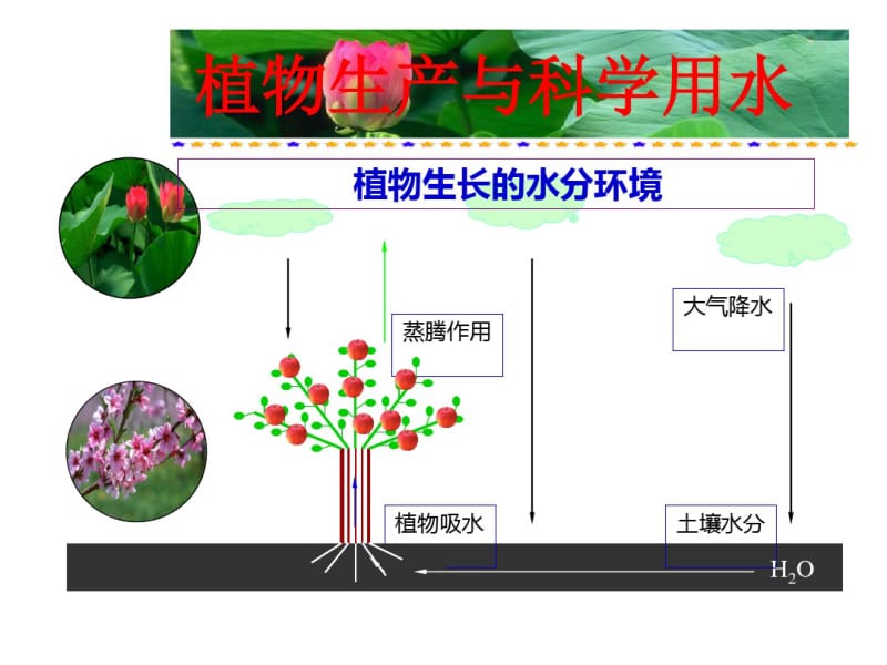 植物生产与科学用水.pdf_第1页