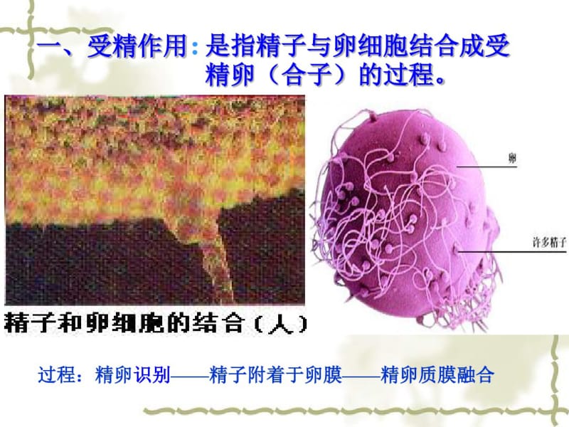 2015-2016学年高中生物课件：3.1从受精卵谈起(1)(浙科版选修三).pdf_第3页