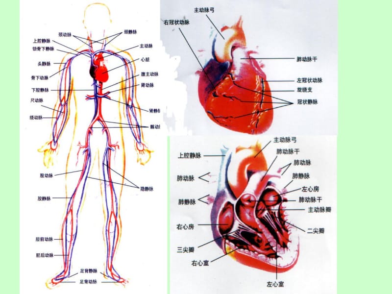 心脑血管的健康与饮食调理a.pdf_第3页