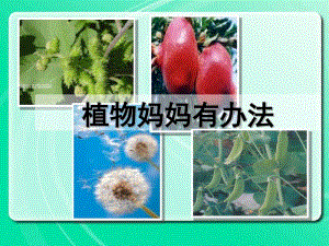 植物妈妈有办法课件.pdf