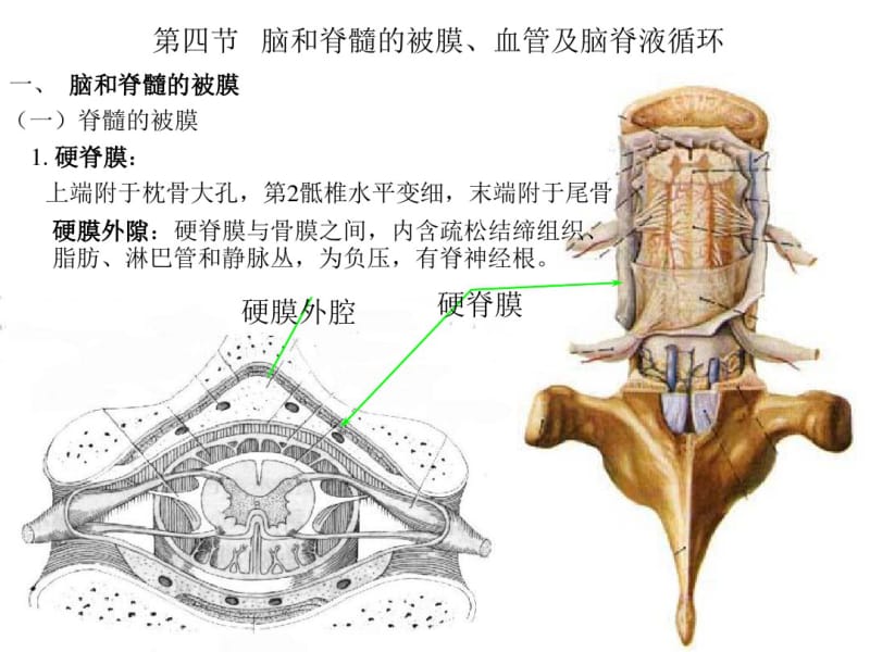 解剖脑脊膜.pdf_第1页