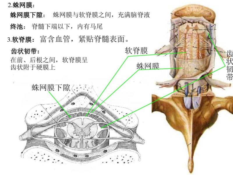 解剖脑脊膜.pdf_第2页