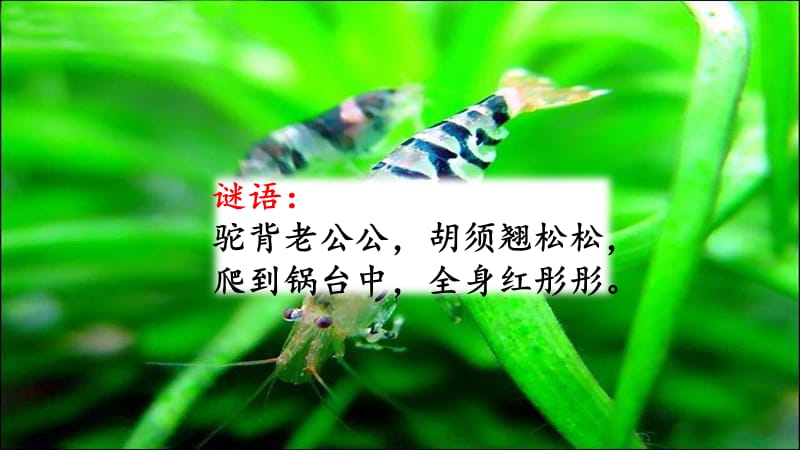 部编版语文三年级下册15 小虾.pptx_第1页