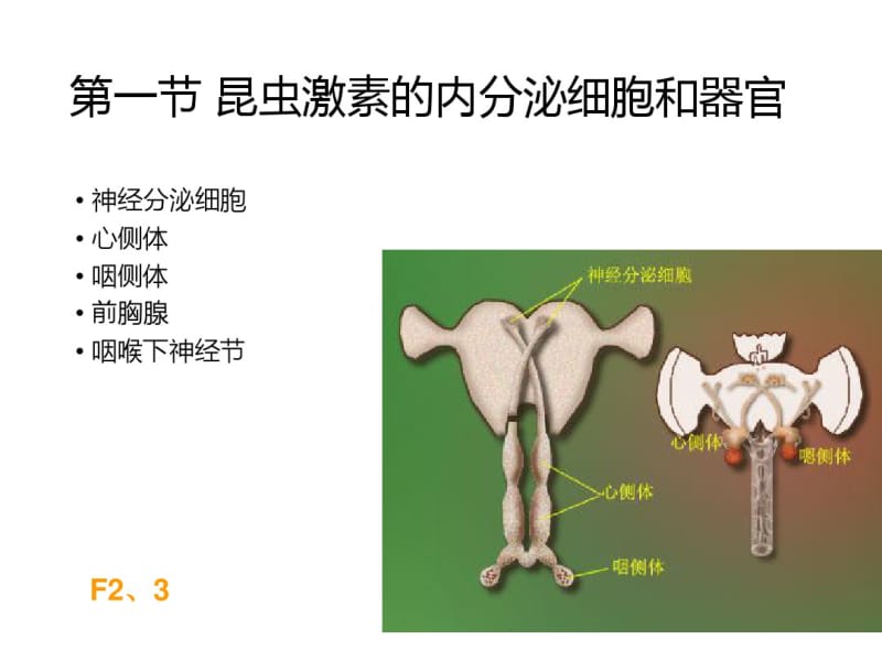 第九章—昆虫的内分泌系统与激素资料.pdf_第3页