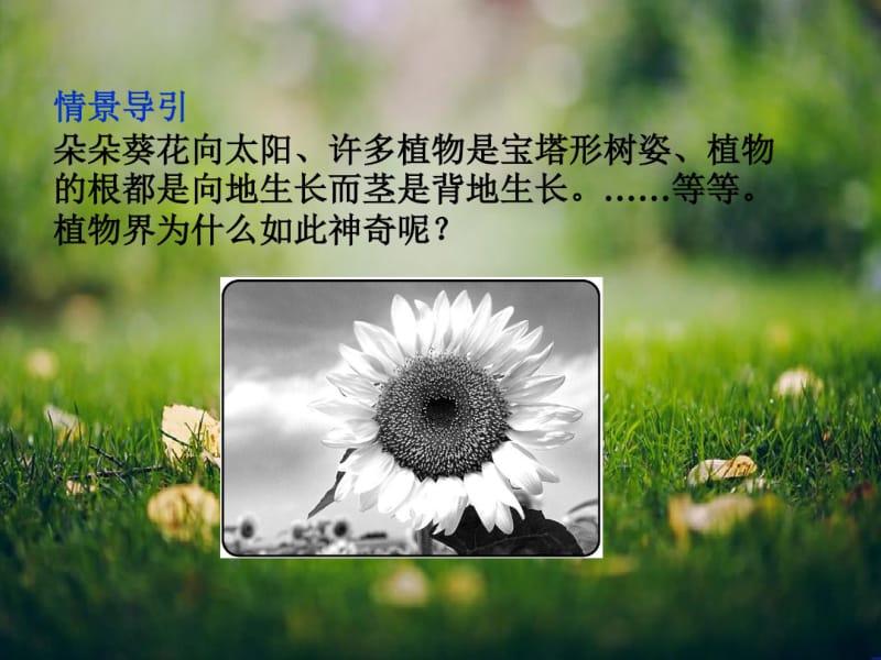 生物课件第二章第四节《植物生命活动的调节》(苏教版必修3).pdf_第3页