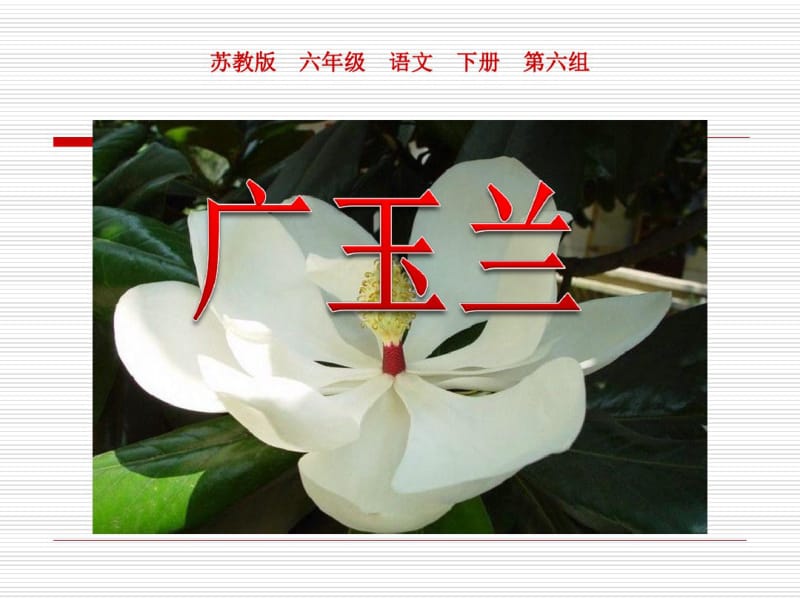 《广玉兰》PPT课件(共27张PPT).pdf_第1页