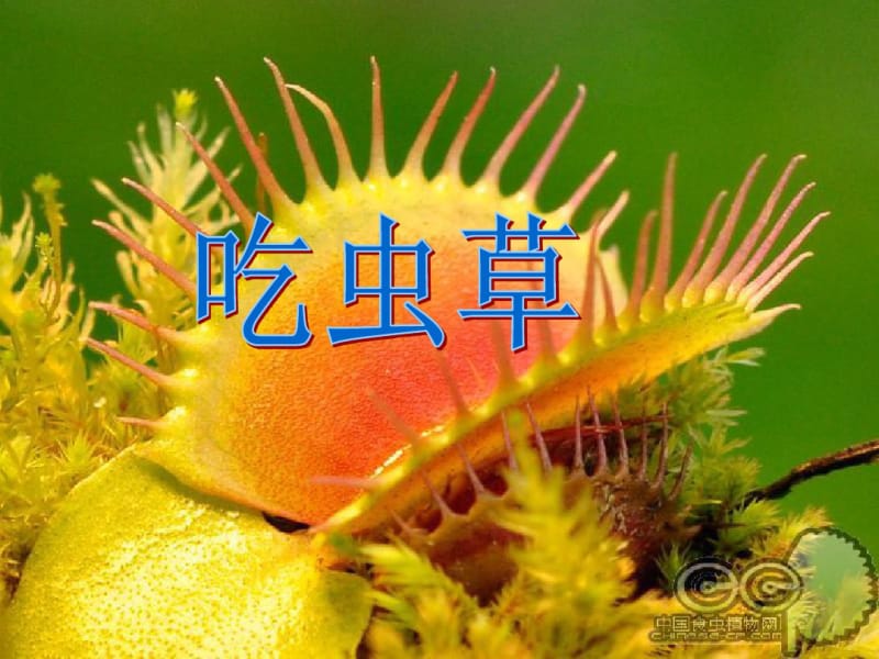 人美版小学美术二年级下册吃虫草课件.pdf_第3页